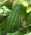 d0178580_16361523.gif