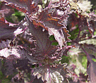 d0178580_1636327.gif