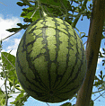 d0178580_16364839.gif