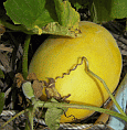 d0178580_16374214.gif