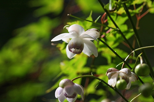 花の寺「玉泉寺」 前編_e0190885_1931059.jpg