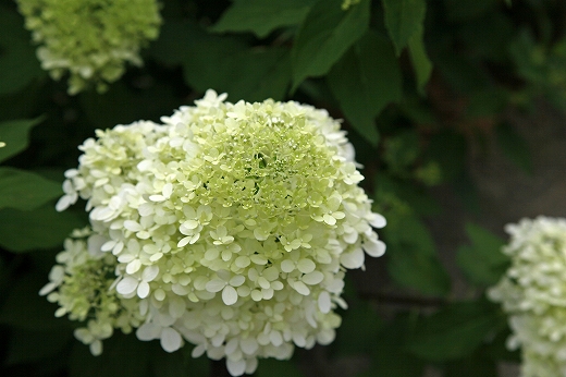 花の寺「玉泉寺」 前編_e0190885_19312684.jpg