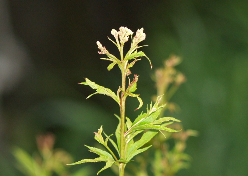 植物に秋を求めて_d0160788_1981770.jpg