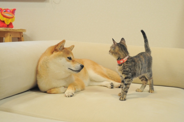 かぼちゃん、あそんでよ!_a0126590_714211.jpg