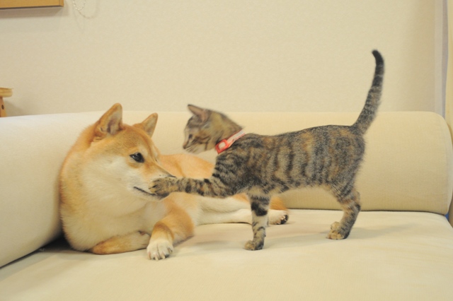 かぼちゃん、あそんでよ!_a0126590_7142881.jpg