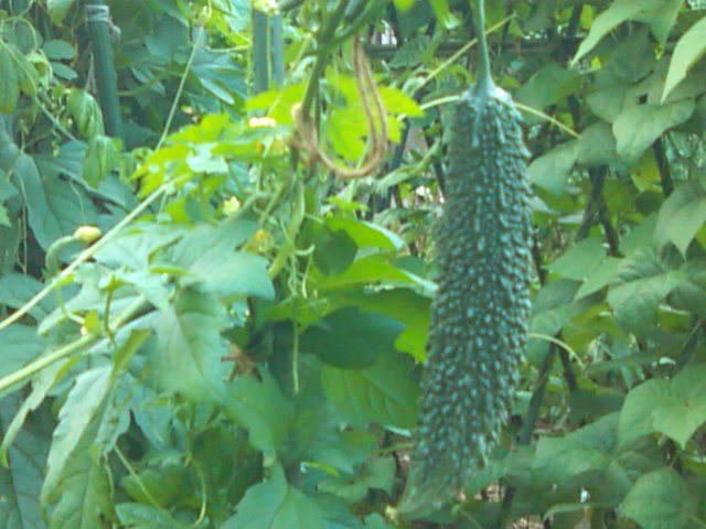 立秋、いわき花火大会_e0068696_6225197.jpg