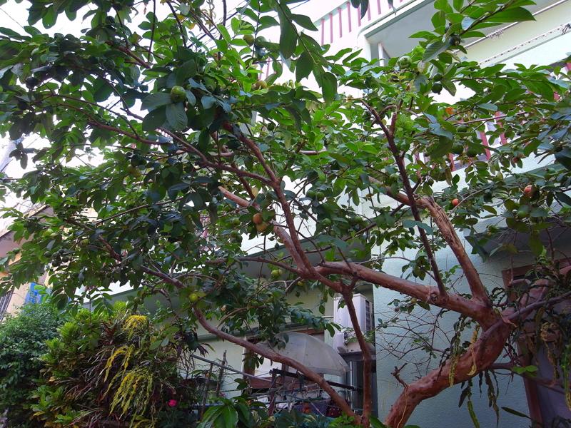 グアバの木 治華な那覇暮らし