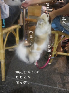 土曜の夜は犬になる_e0156015_915753.jpg