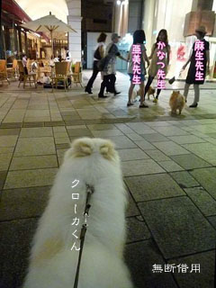 土曜の夜は犬になる_e0156015_9203962.jpg