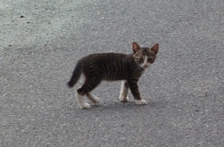 そと猫のお友だち めずらしっぽくん編。_a0143140_9432993.jpg