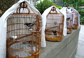 香港の鳥市鳥かご 30年前場購入