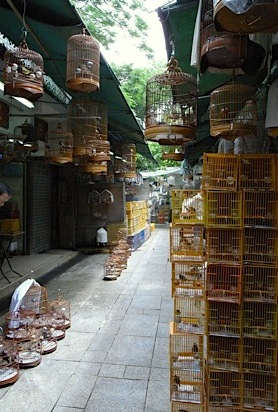 香港のバード・ガーデン　ー雀鳥花園ー_b0025850_2131115.jpg