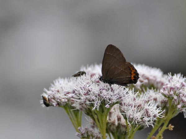 c0045352_9512239.jpg