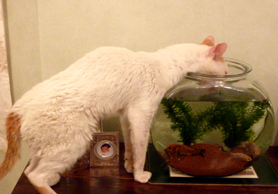 猫と金魚水_a0119753_20285888.jpg