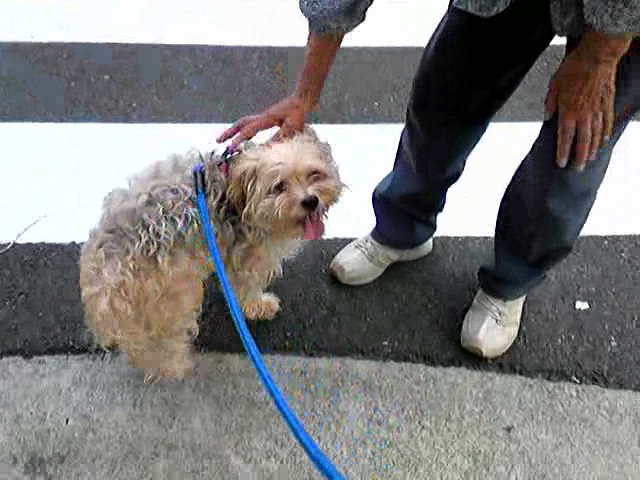 迷子犬ワキュを探しています！千葉市花見川区のペットホテル「トッポのおうち」からいなくなりました…_a0021565_14205790.jpg