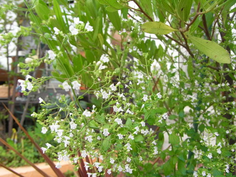 b0194267_2053488.jpg