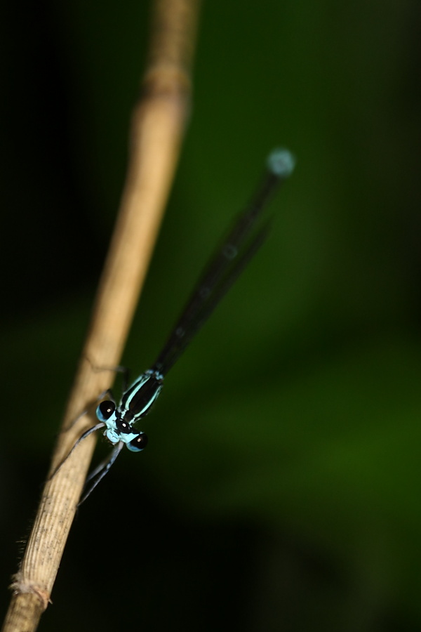 飛ばない鳥_b0120679_18384076.jpg