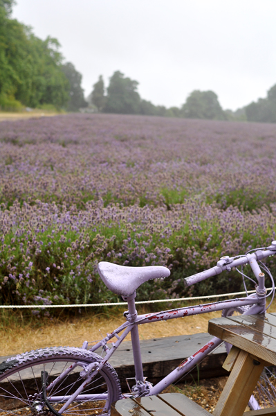 Mayfield Lavender_c0021891_23293280.jpg