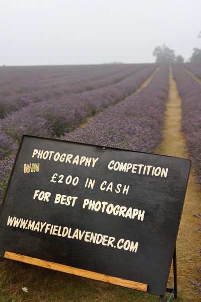 Mayfield Lavender_c0021891_23302589.jpg