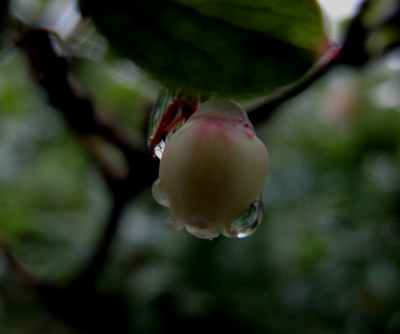 雨の滴_e0120896_1334113.jpg