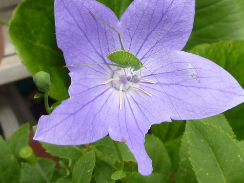 桔梗の花びらを食べていました 昆虫ブログ むし探検広場