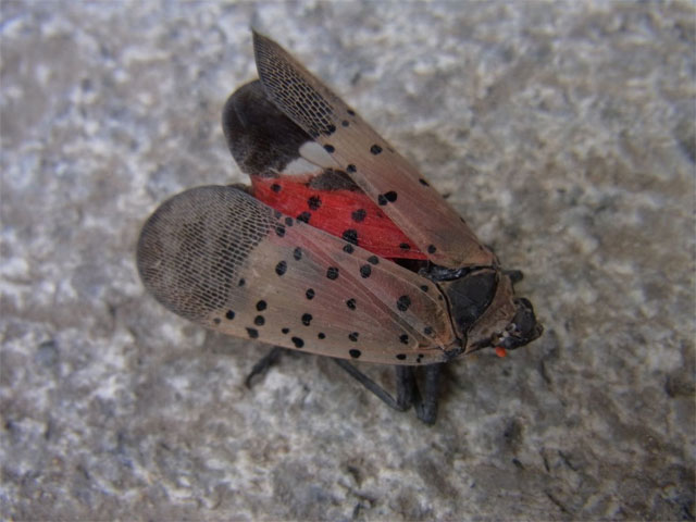 北京に白い羽に黒い点々のある虫がたくさんいます 昆虫ブログ むし探検広場