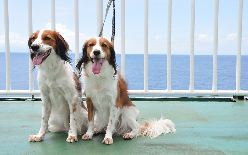 父島犬連れ旅行記　6日目（祭の後。。）_d0079912_10475143.jpg