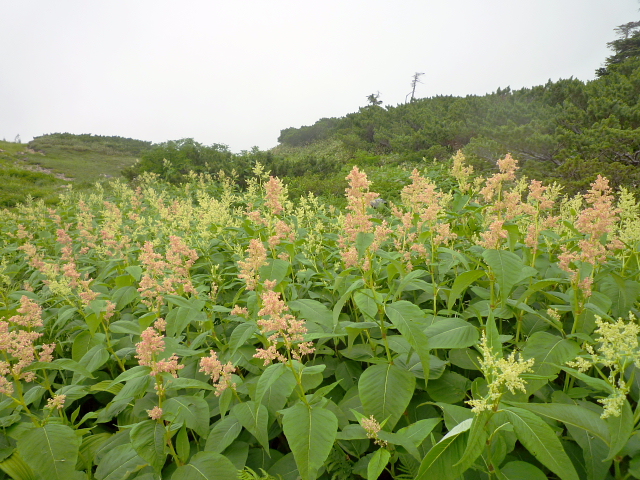 個人山行　薬師岳～雲ノ平～高天原　　ＮＯ　３　_d0170615_10173832.jpg