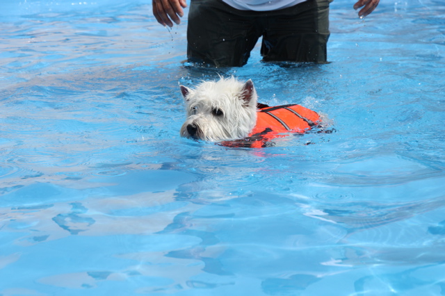 『LADF』で白犬茶犬で遊んだよ♪　〜プール編〜_b0120217_2329040.jpg