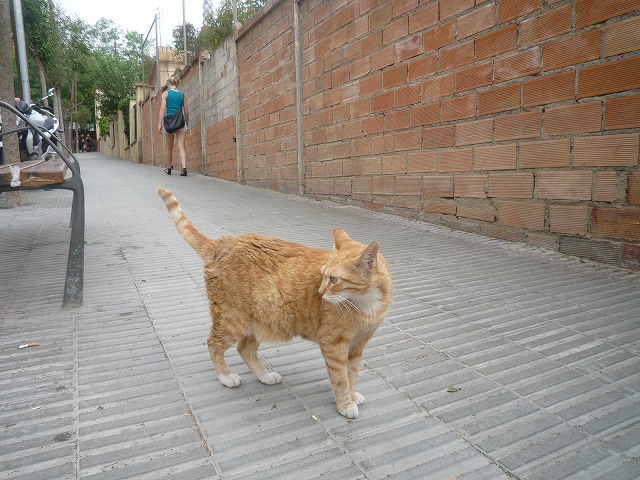 2010♪いぶし銀の旅④～バルセロナの犬と猫_f0095618_4522862.jpg