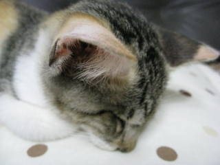 チロル(子猫)がウチにやって来た☆_b0147224_2135232.jpg