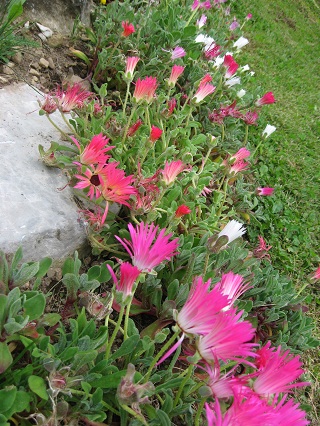 花いっぱいの山の庭園_f0234936_448249.jpg