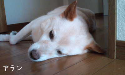 a0166338_21493715.gif