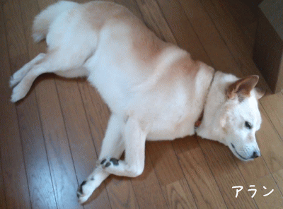 a0166338_2149557.gif