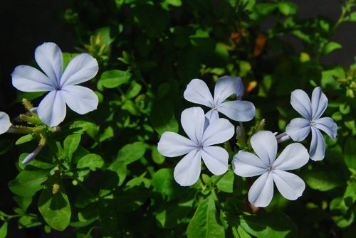 初夏の花画像！_e0098241_1019862.jpg