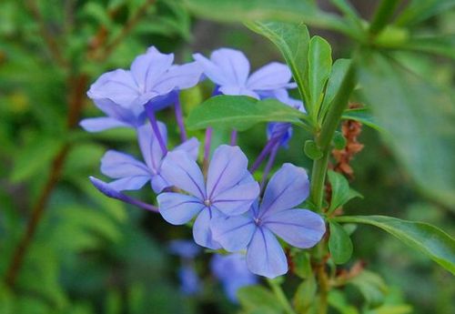 初夏の花画像！_e0098241_10324479.jpg