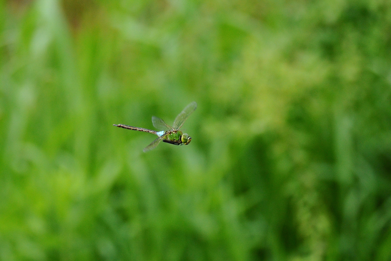 f0055257_2012135.jpg