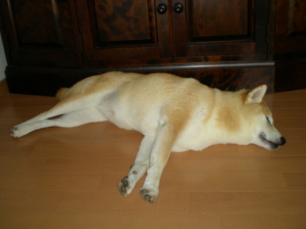 2010年8月12日(水)お盆休み!_f0060461_858445.jpg