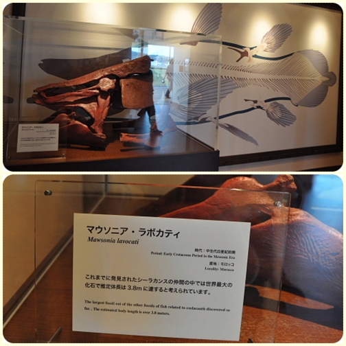 いわき・・・アクアマリンふくしま(1)_b0053765_16153144.jpg