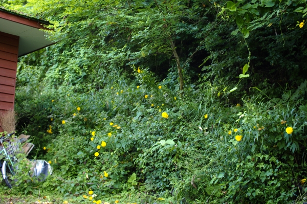 裏庭のキクっぽい花と、女神湖花火大会_c0110869_22413583.jpg