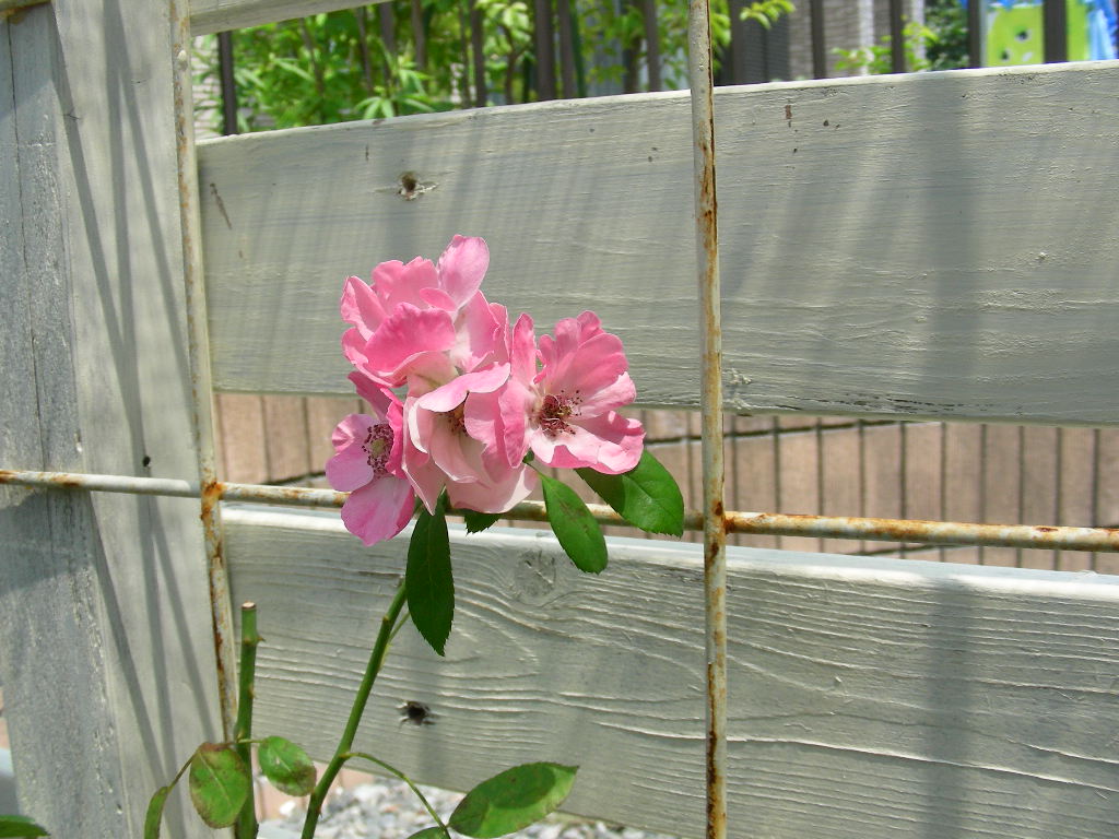 b0096584_21295937.jpg