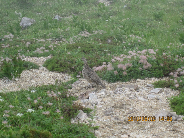 c0133096_1774730.jpg
