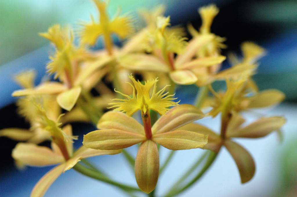 エビデンドラムの花言葉は 清らかな幸福 日々を気ままに