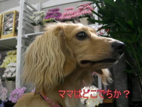 f0224506_1640391.jpg