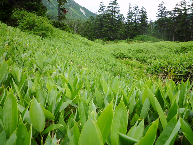 個人山行　薬師岳～雲ノ平～高天原　　ＮＯ　６　_d0170615_144847.jpg