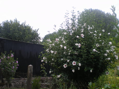 c0124619_19325085.jpg