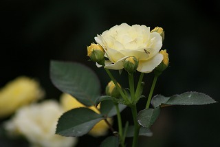 f0170524_13502425.jpg