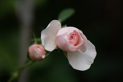 f0170524_1350957.jpg