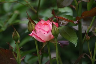 f0170524_13512344.jpg