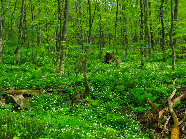 DEEP FOREST_c0102228_2113536.jpg
